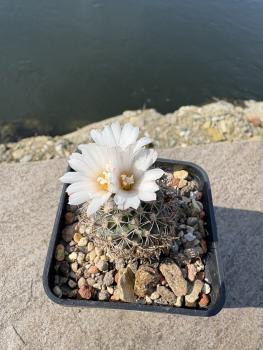 Preview: Turbinicarpus spec.